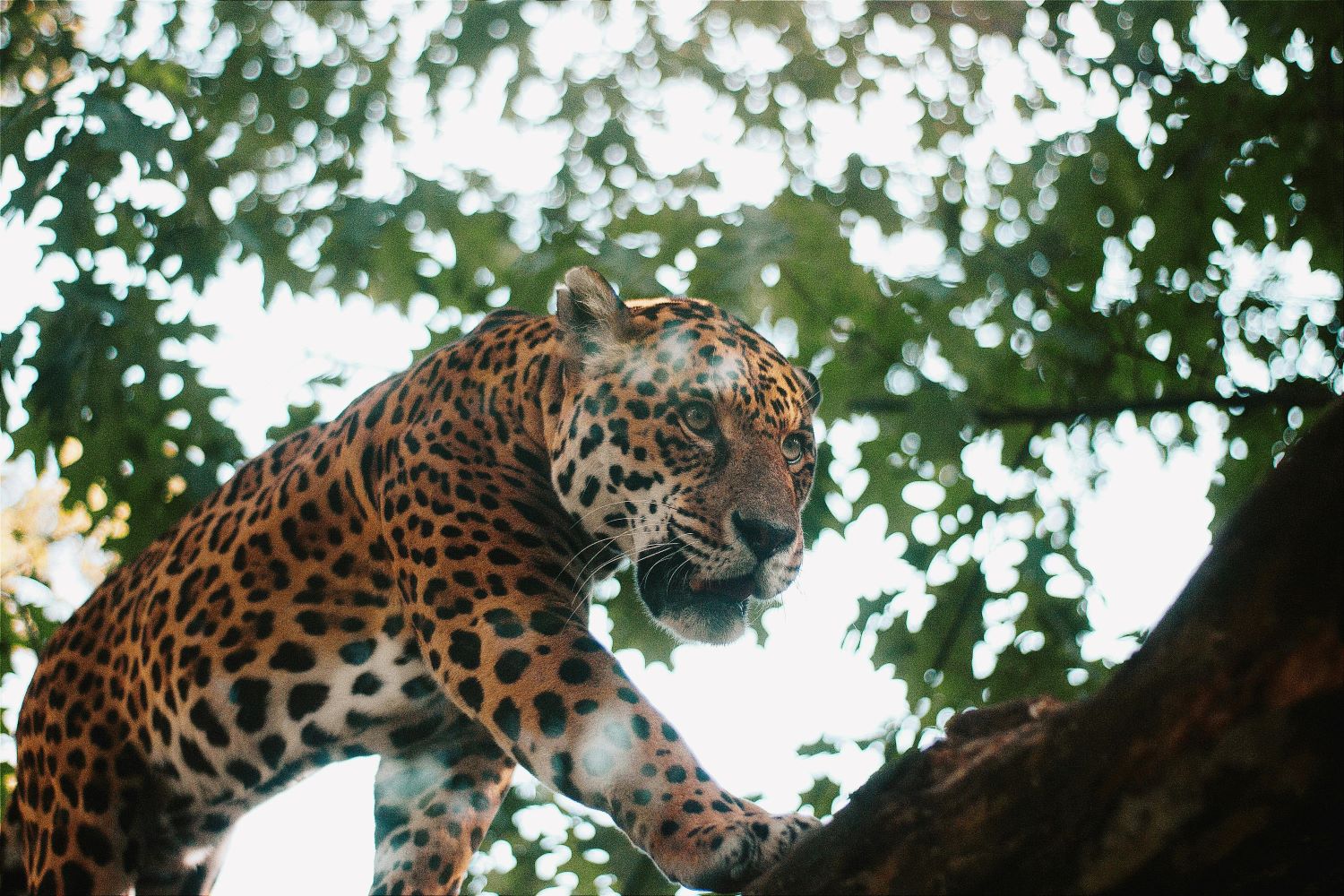 Jaguar Rescue Center