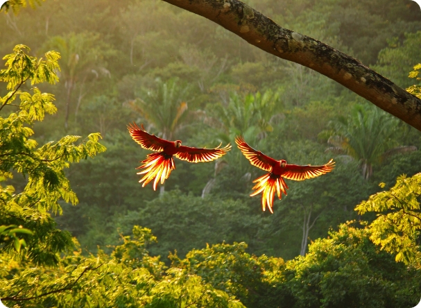 costa-rica-horizon-birds-flying-in-nature