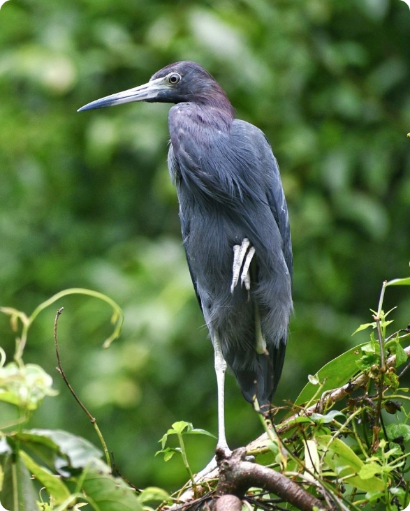 costa-rica-horizon-travel-dreams-2