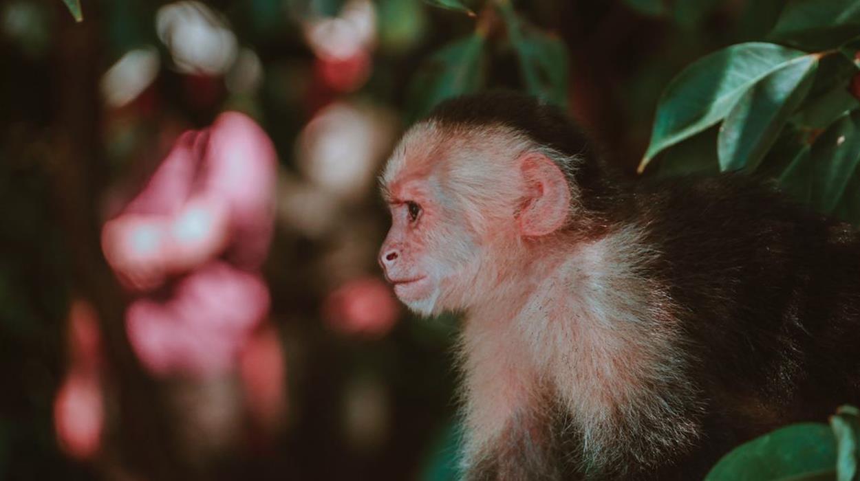 Tortuga Island & Curu Wildlife Refuge Tour