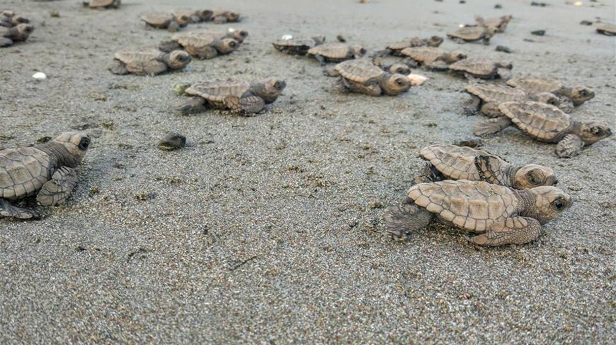 Tortuga Island & Curu Wildlife Refuge Tour